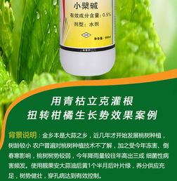 草莓病害防治與營養健康咨詢